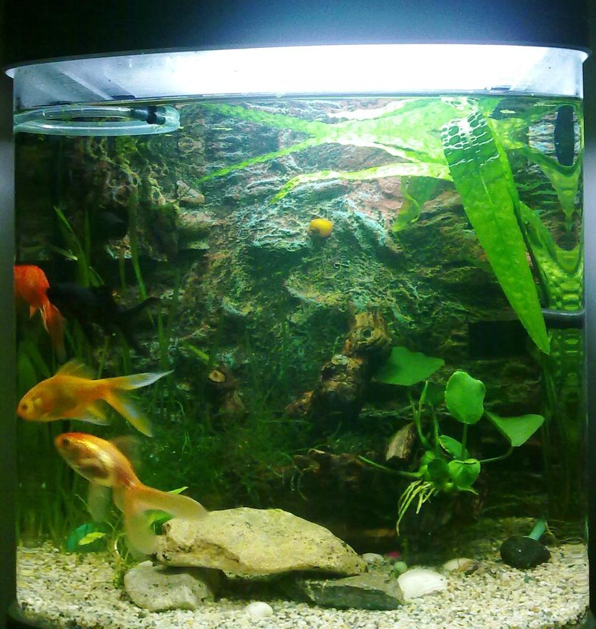 Rated #164: 9 Gallons Planted Tank - front view