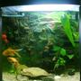9 gallons planted tank (mostly live plants and fish) - front view