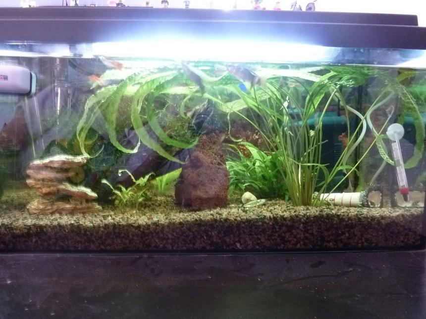 Rated #144: 54 Gallons Planted Tank - 2tal cool picture of my fishtank