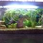54 gallons planted tank (mostly live plants and fish) - 2tal cool picture of my fishtank