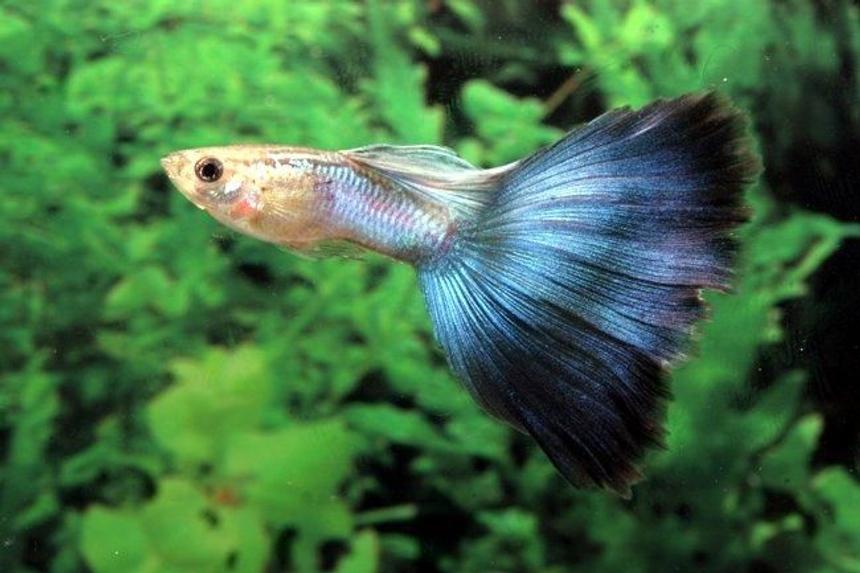 Rated #56: Freshwater Fish - Poecilia Reticulata - Blue Delta Guppy Stocking In 54 Gallons Tank - my guppy :-D