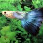 freshwater fish - poecilia reticulata - blue delta guppy stocking in 54 gallons tank - my guppy :-D
