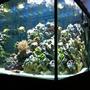 90 gallons reef tank (mostly live coral and fish) - 90 gallon square, 1.5 months old.