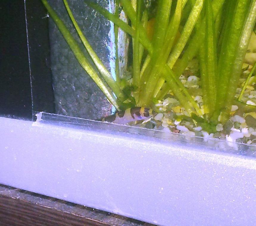 Rated #2470: Freshwater Fish - Pangio Sp. - Black Kuhlii Loach Stocking In 9 Gallons Tank - kuhli