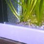 freshwater fish - pangio sp. - black kuhlii loach stocking in 9 gallons tank - kuhli