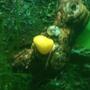 corals inverts - pomacea bridgesii - golden apple snail stocking in 9 gallons tank - apple snail.