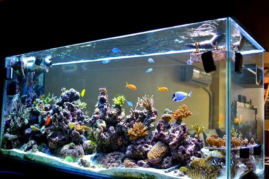 Rated #8: 200 Gallons Reef Tank - 3D Akil's Reef Tank (you can see it on YouTube)