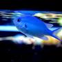 saltwater fish - chromis viridis - blue/green reef chromis stocking in 200 gallons tank - Chromis in Space