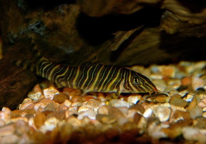 freshwater fish - botia striata - zebra loach stocking in 30 gallons tank - This is one of the 2 Zebra Loachs I have in my tank. Very beautiful fish!