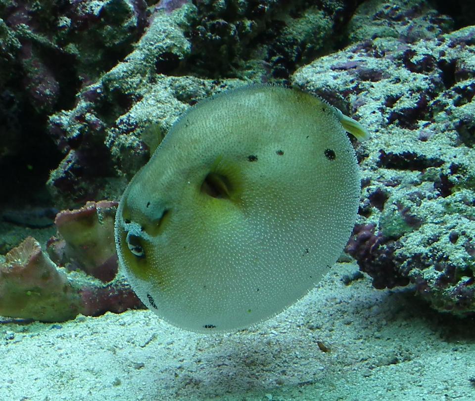 saltwater fish - arothron nigropunctatus - arothron dog face puffer stocking in 165 gallons tank - Dag my Puffed up Dogfaced puffer