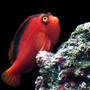 saltwater fish - neocirrhitus armatus - flame hawkfish stocking in 165 gallons tank - Flame my Hawkfish