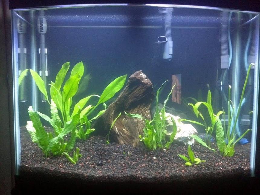 Rated #159: 29 Gallons Planted Tank - My tank