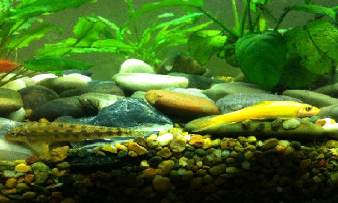 freshwater fish - gyrinocheilos aymonieri - gold algae eater stocking in 52 gallons tank - two sucking catfish side by side