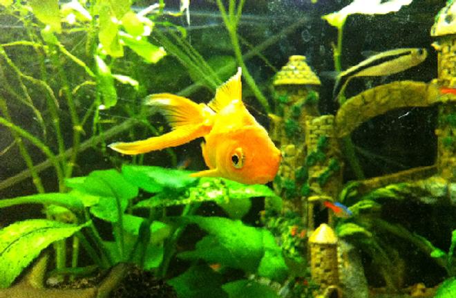 freshwater fish - carassius auratus - goldfish stocking in 52 gallons tank - the common goldfish