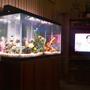 150 gallons freshwater fish tank (mostly fish and non-living decorations) - my beautiful tank