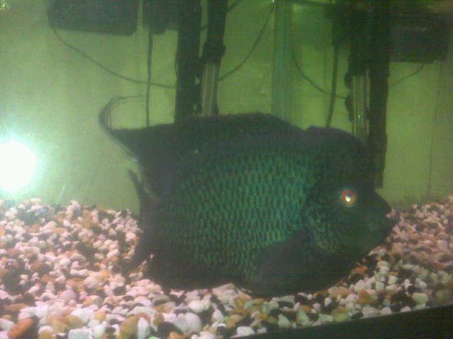 freshwater fish - cichlasoma sp. - flower horn cichlid stocking in 150 gallons tank - flowerhorn