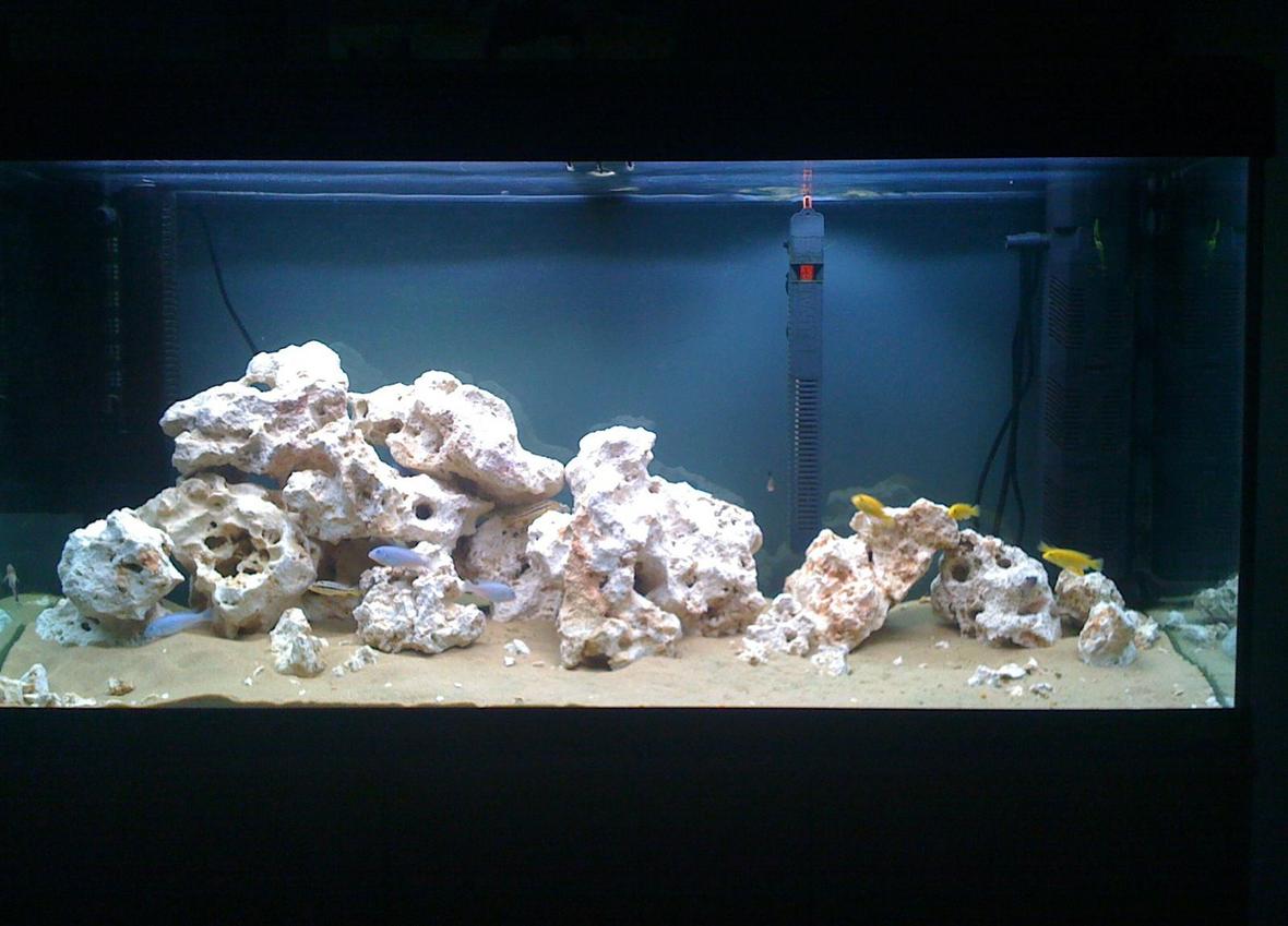 55 gallons freshwater fish tank (mostly fish and non-living decorations) - NEW MALAWI!