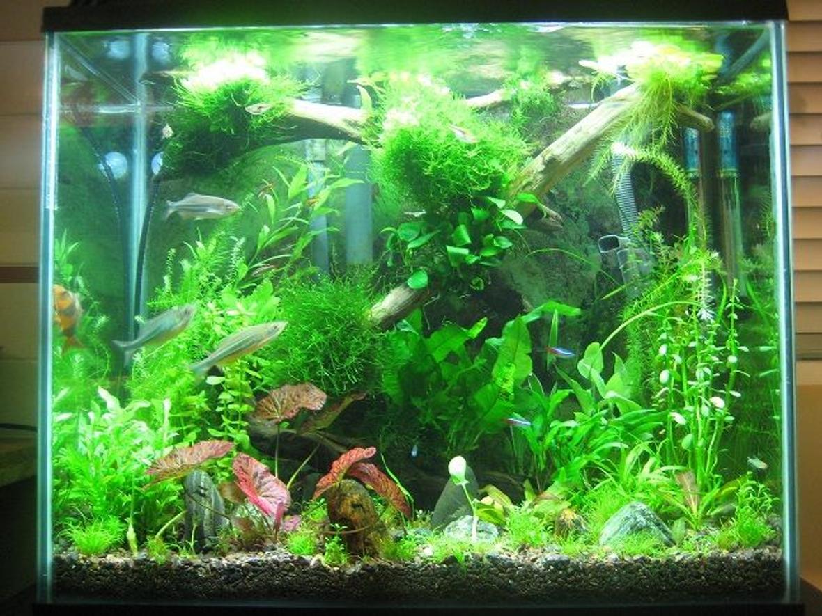 20 gallons planted tank (mostly live plants and fish) - 20 g planted tank with over 20 plant species, 41 fish and 22 shrimp. Not a spot of algea. I cant keep my hands out of it. Hope you enjoy it as much as I do.