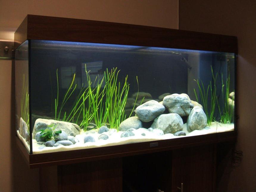 Rated #36: 100 Gallons Freshwater Fish Tank - Test