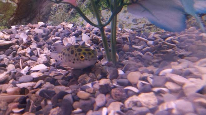 freshwater fish - tetraodon nigroviridis - green spotted puffer stocking in 55 gallons tank - Green Spotted Puffer. Brackish water. 1 y/o
SG is approx 1.012