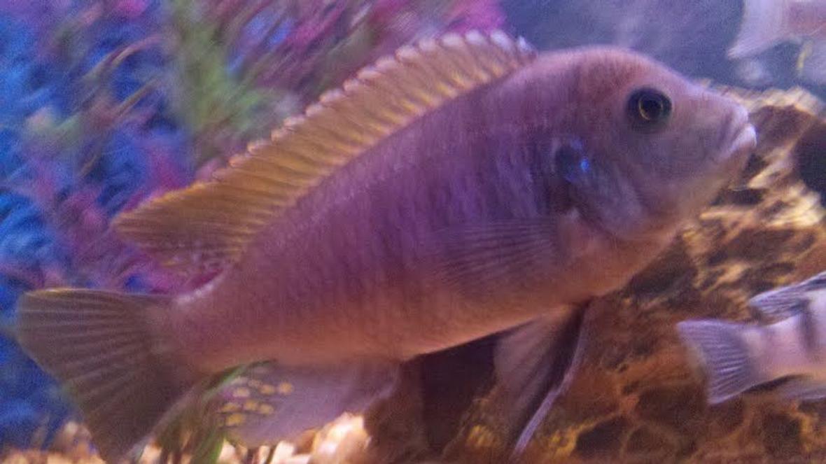 freshwater fish - maylandia lombardoi - blue kenyi cichlid stocking in 55 gallons tank