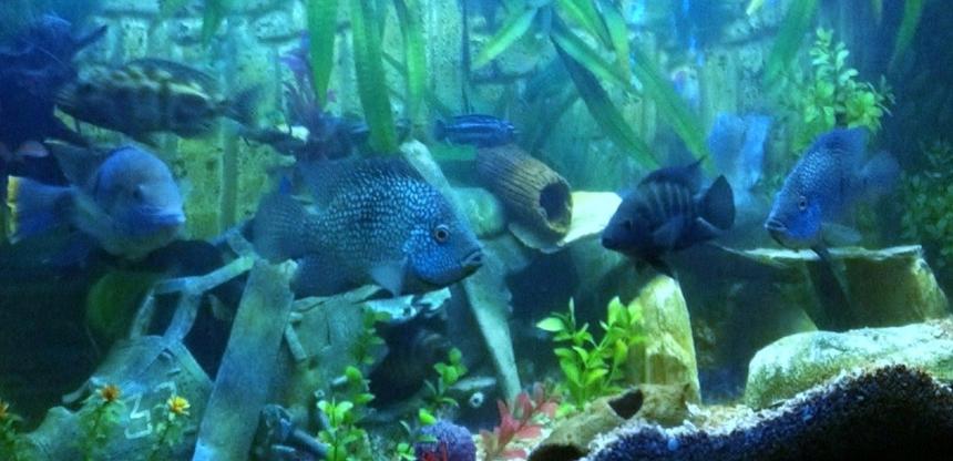 Rated #68: Freshwater Fish - Herichthys Carpinte - Green Texas Cichlid Stocking In 400 Gallons Tank - Texan Cichlids and a few others