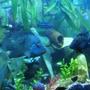 freshwater fish - herichthys carpinte - green texas cichlid stocking in 400 gallons tank - Texan Cichlids and a few others