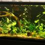 freshwater fish tank (mostly fish and non-living decorations) - 33g guppies and cherry shrimp