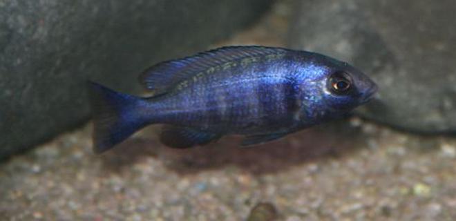 freshwater fish - placidochromis phenochilus - malawi cichlid - 3" male Placidochromis Phenochilus