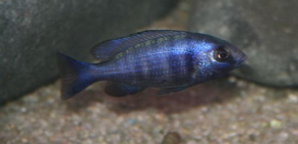 freshwater fish - placidochromis phenochilus - malawi cichlid - 3" male Placidochromis Phenochilus