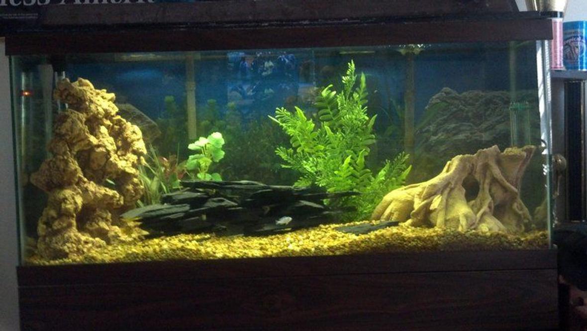 30 gallons freshwater fish tank (mostly fish and non-living decorations) - 1 kenyi 3 electric yellow would like to put 2 to 3 more fish in it. thinking about putting acei in it. suggestions would be appreciated