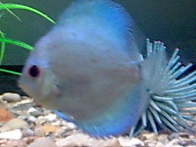 freshwater fish - symphysodon sp. - blue diamond discus stocking in 8 gallons tank - one of my discus fish