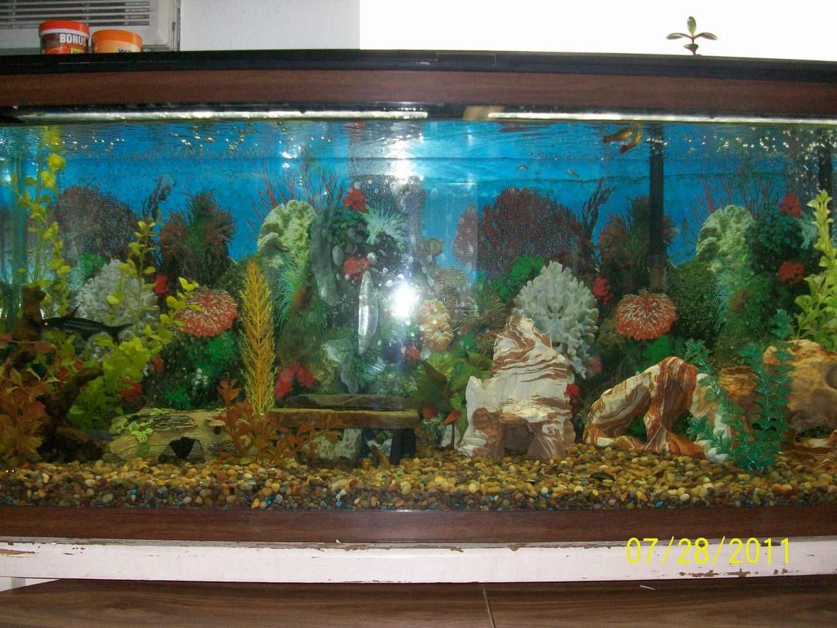60 gallons freshwater fish tank (mostly fish and non-living decorations) - This is one out of three of my fish tanks. This tank is home to a kuhli loach, african dwarf frog, chinese golden algae eater, iridescent shark, bronze cory cat, mystery snail, trumpet snails, Polka Dot Pictus, iridescent shark, and 3 sunburst. 60 gallon fish tank.
