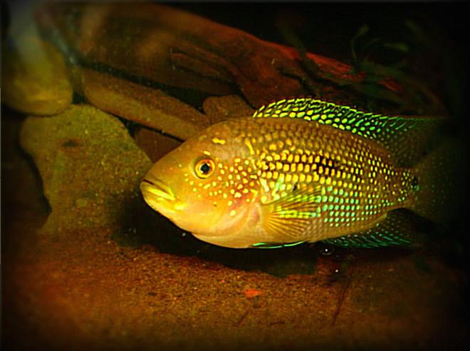 freshwater fish - nandopsis octofasciatum - jack dempsey - jack dempsey