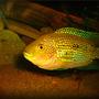 freshwater fish - nandopsis octofasciatum - jack dempsey - jack dempsey