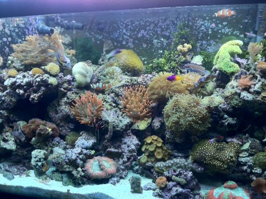 Rated #28: 90 Gallons Reef Tank - 90 Gallon Reef Tank