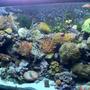 90 gallons reef tank (mostly live coral and fish) - 90 Gallon Reef Tank