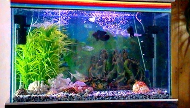 45 gallons freshwater fish tank (mostly fish and non-living decorations) - My tank is about 36x23x14 and I use two filters for maximum cleanliness and fish health and the heater is actually behind the plant and i only use it in the winter.I use good cichlid pellets to feed my oscars and even the piranha likes it.