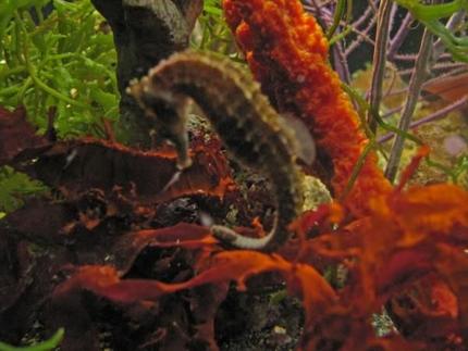 saltwater fish - hippocampus erectus - black seahorse stocking in 120 gallons tank - Calypso, Seahorse