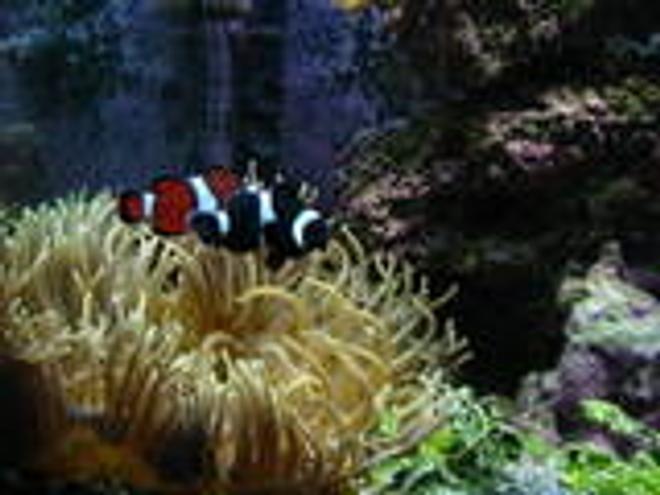 saltwater fish - amphiprion ocellaris var. - black and white ocellaris clownfish stocking in 120 gallons tank - Clowns with anemone