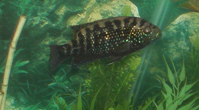 freshwater fish - nandopsis octofasciatum - jack dempsey stocking in 30 gallons tank - My Jack Dempsey Named -Gaga