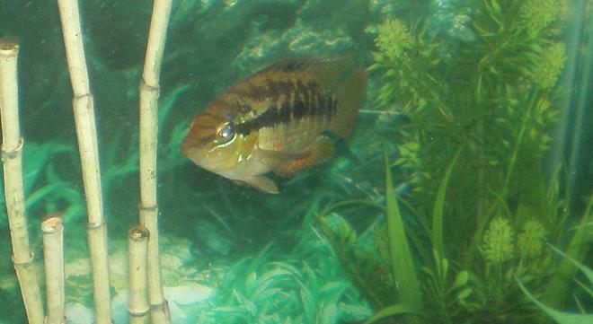 freshwater fish - nandopsis salvini - salvini cichlid stocking in 30 gallons tank - My Salvini Named -Sally