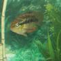freshwater fish - nandopsis salvini - salvini cichlid stocking in 30 gallons tank - My Salvini Named -Sally