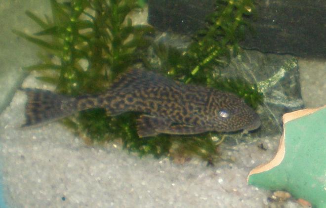 freshwater fish - glyptoperichthys gibbiceps - sailfin pleco (l-83) stocking in 30 gallons tank - My Pleco/Suckerfish Named -Dyson