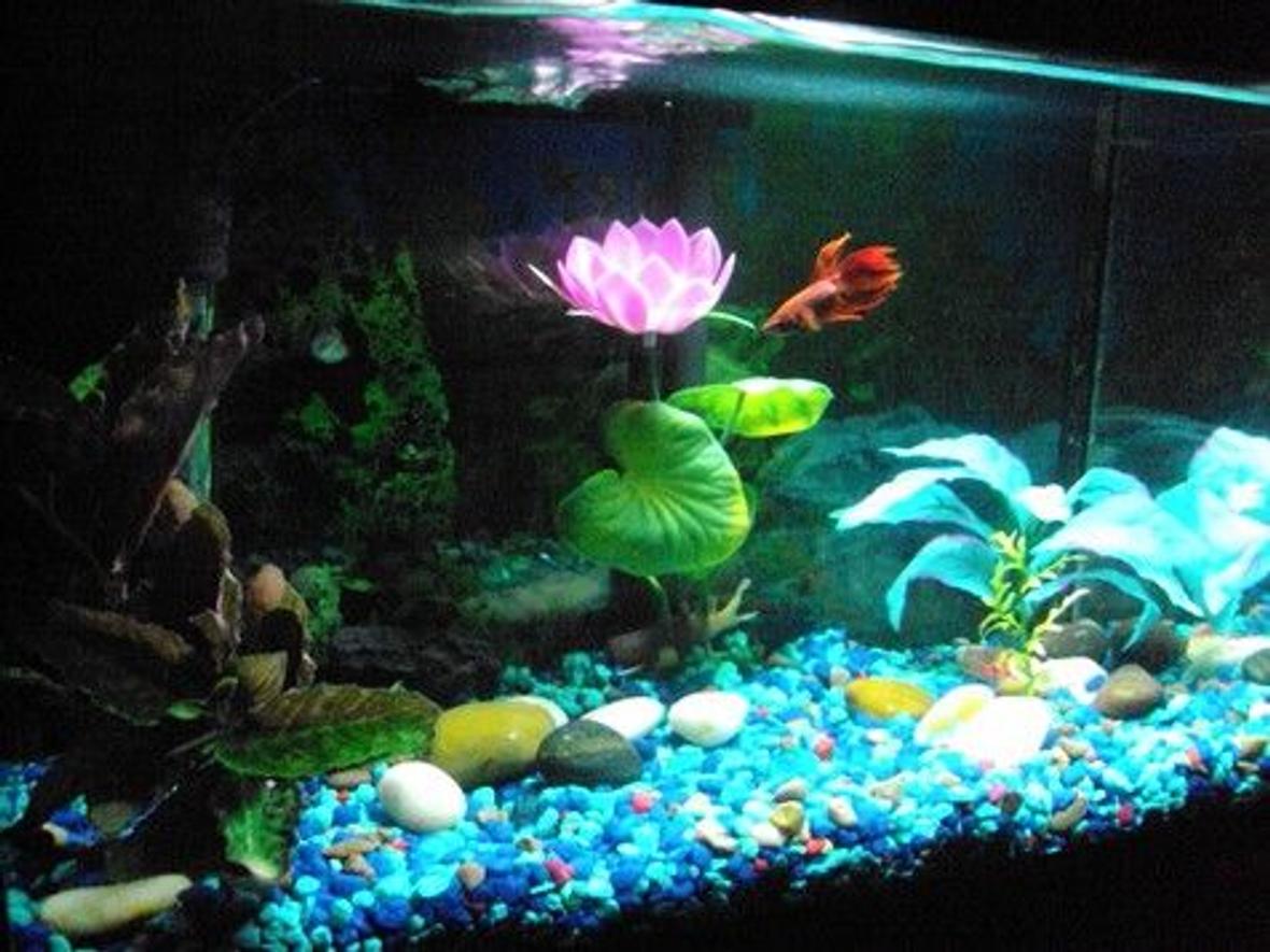 25 gallons freshwater fish tank (mostly fish and non-living decorations) - Elliot's 5 gallon tank