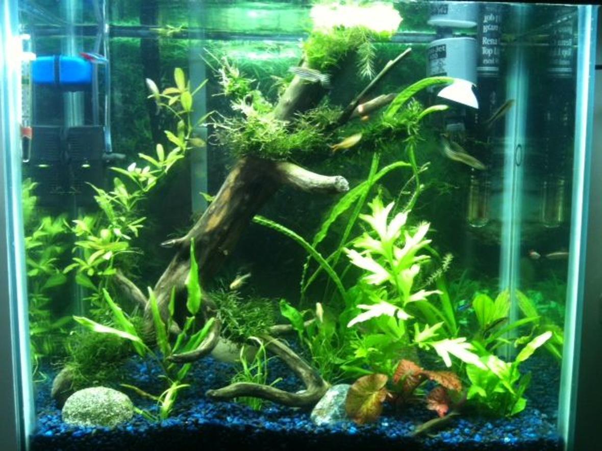 15 gallons planted tank (mostly live plants and fish) - After a couple months of reseach on tanks and fish this is what I have come up with!