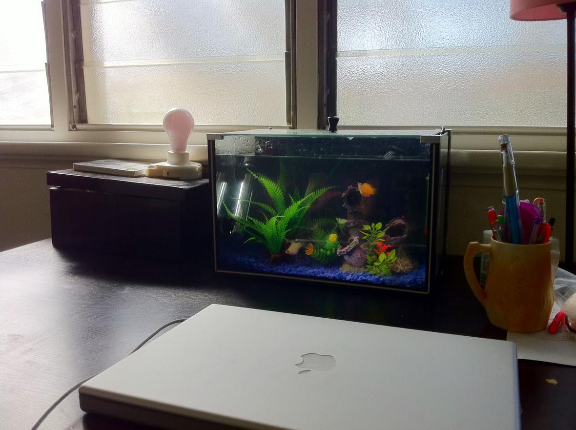 4 gallons freshwater fish tank (mostly fish and non-living decorations) - 3 balloon mollies keeping me company during the last 6 months of writing my PhD thesis. Their names are officer 'smitty' mcclusky (white/pink), the 'situation' (patchy yellow and orange), and jamaal (black with blue speckles). These divas need brackish water and lots of maintenance. Bigs ups to my 3 little distractions.