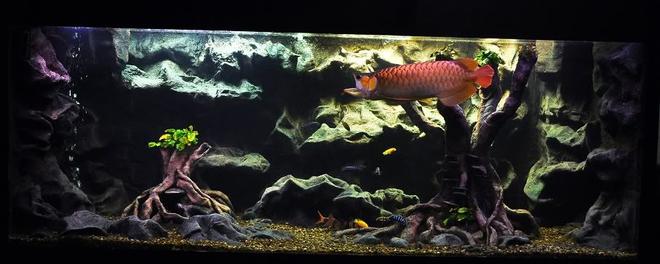 freshwater fish tank (mostly fish and non-living decorations) - My 3d freshwater Tank