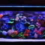 freshwater fish tank (mostly fish and non-living decorations) - A.I Salt water Reef