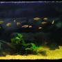 freshwater fish tank (mostly fish and non-living decorations) - I have special memory with this tank. its a 15 year old tank. Was not use for a very long time. We try to make it alive again. Fish mostly cichlids. 5' x 2' x 2' tank size